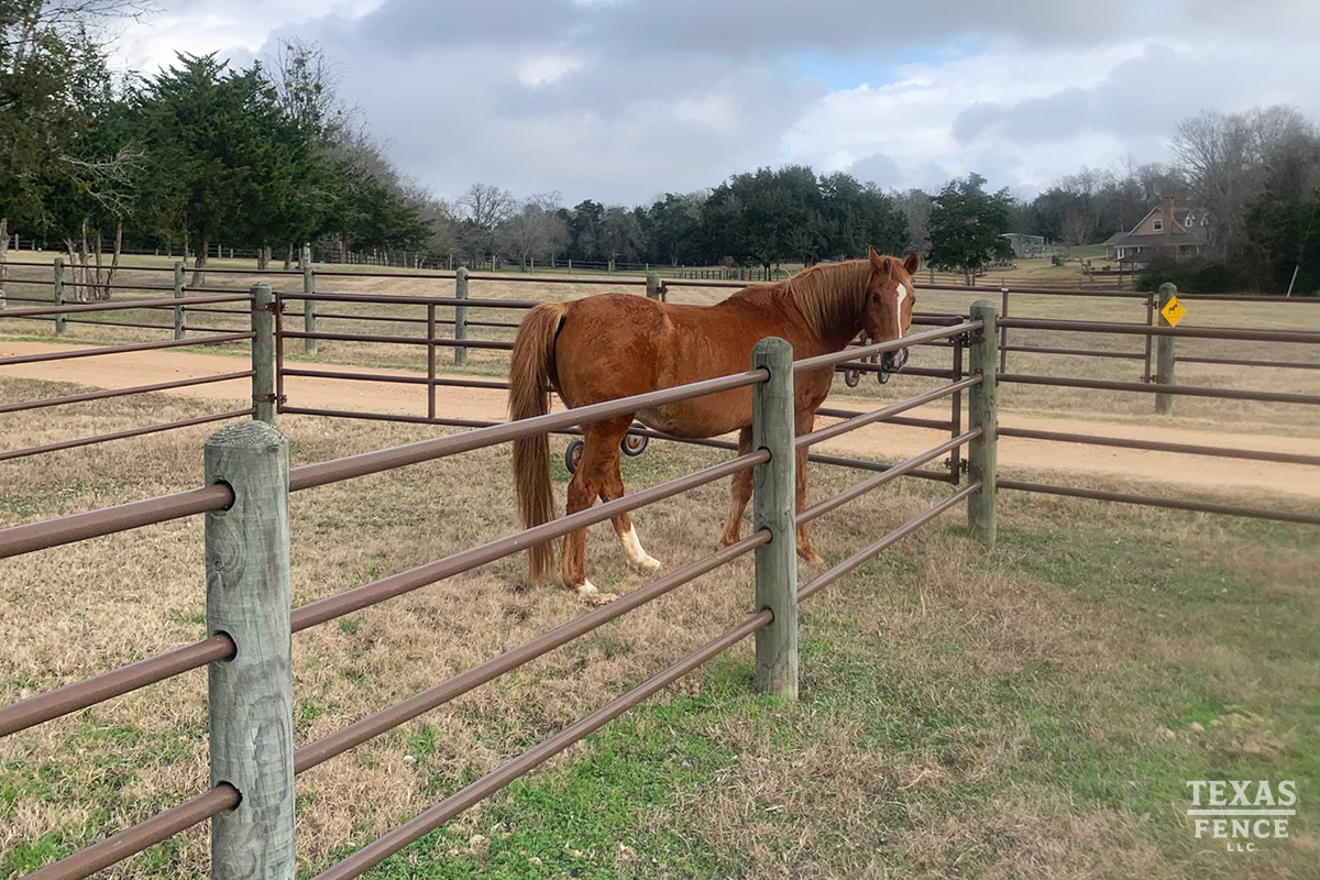 texas-fence-llc-horse-by-fence